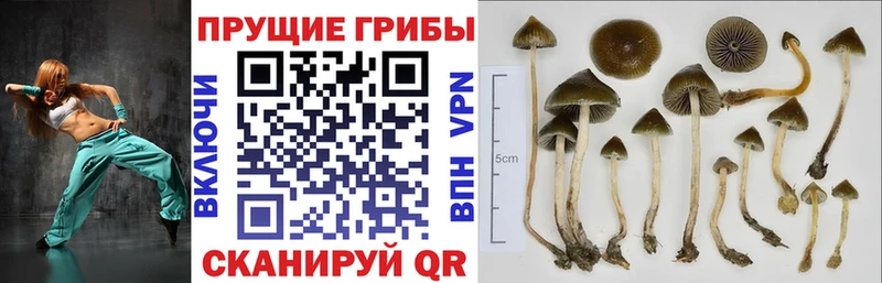 Галлюциногенные грибы MAGIC MUSHROOMS  Жиздра 
